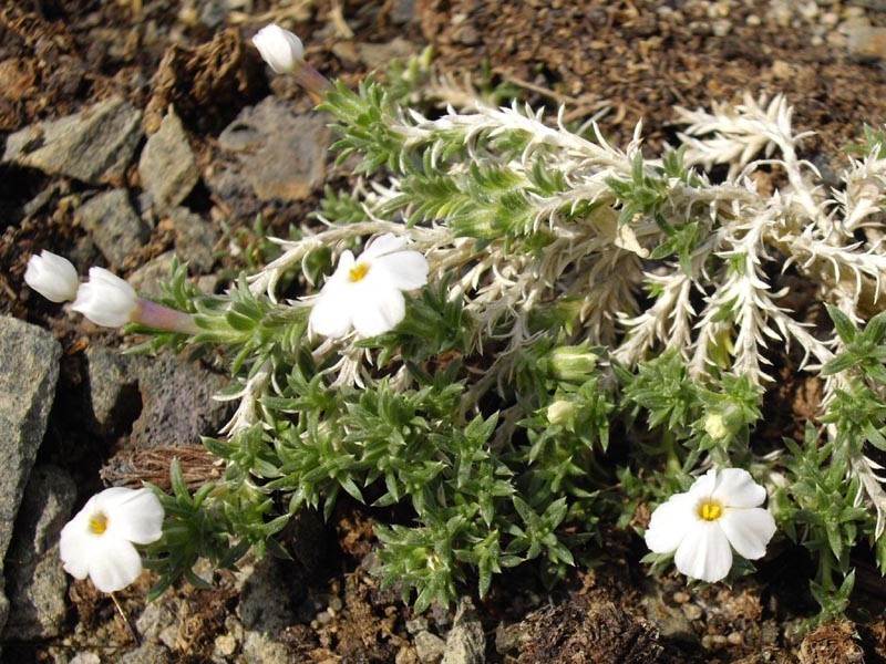 Phlox griseola ssp tumulosa en fleurs sur substrat rocheux aride dans les montagnes de l'Utah